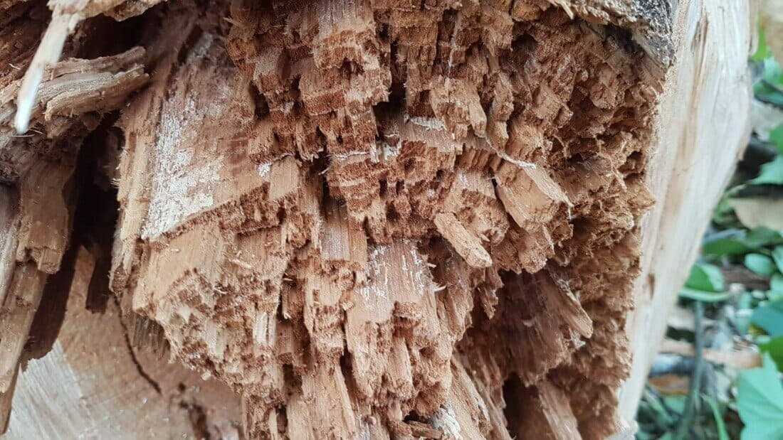 Detail mycelium van zwavelzwam op tamme kastanje. Kennis van een boomverzorger over schimmels