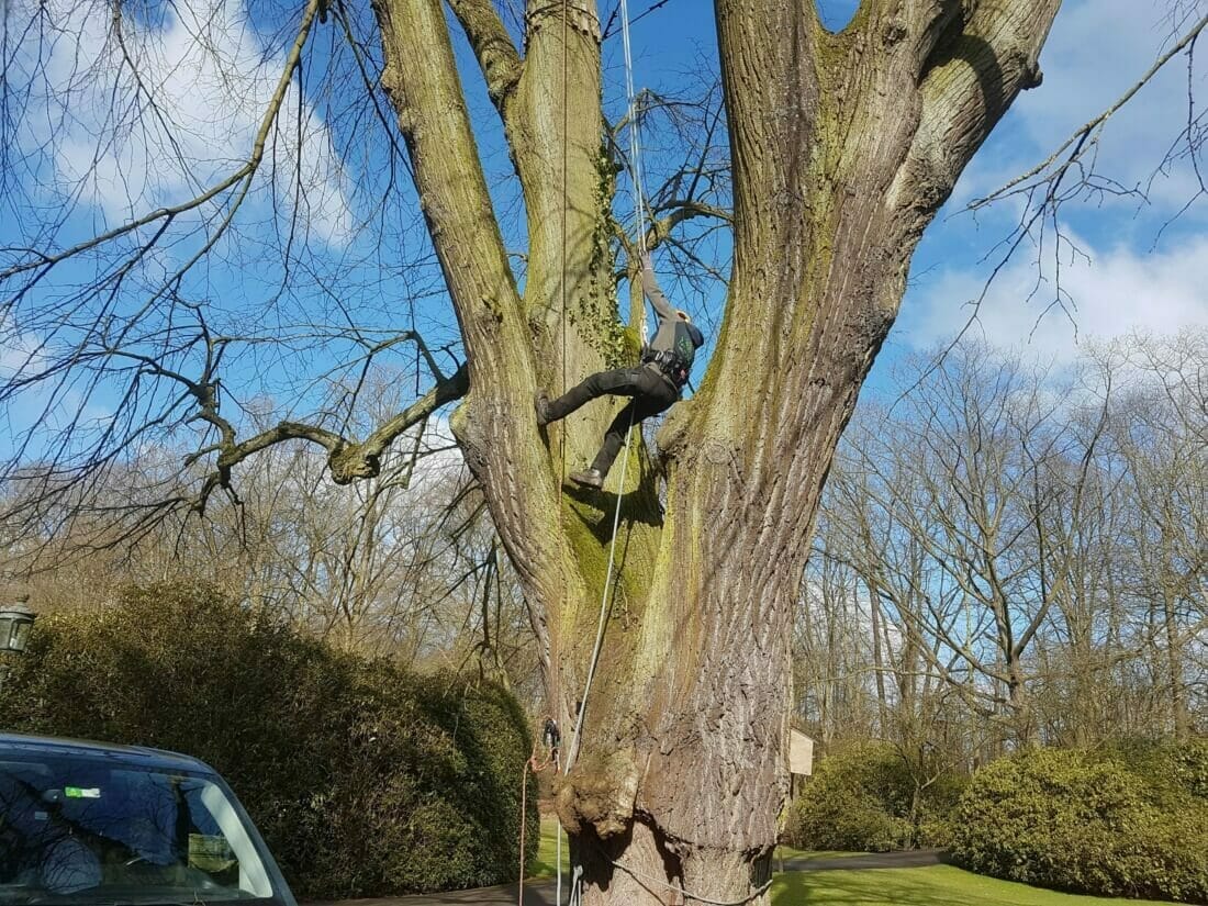 Klimmende inspectie van een veterane boom (linde)