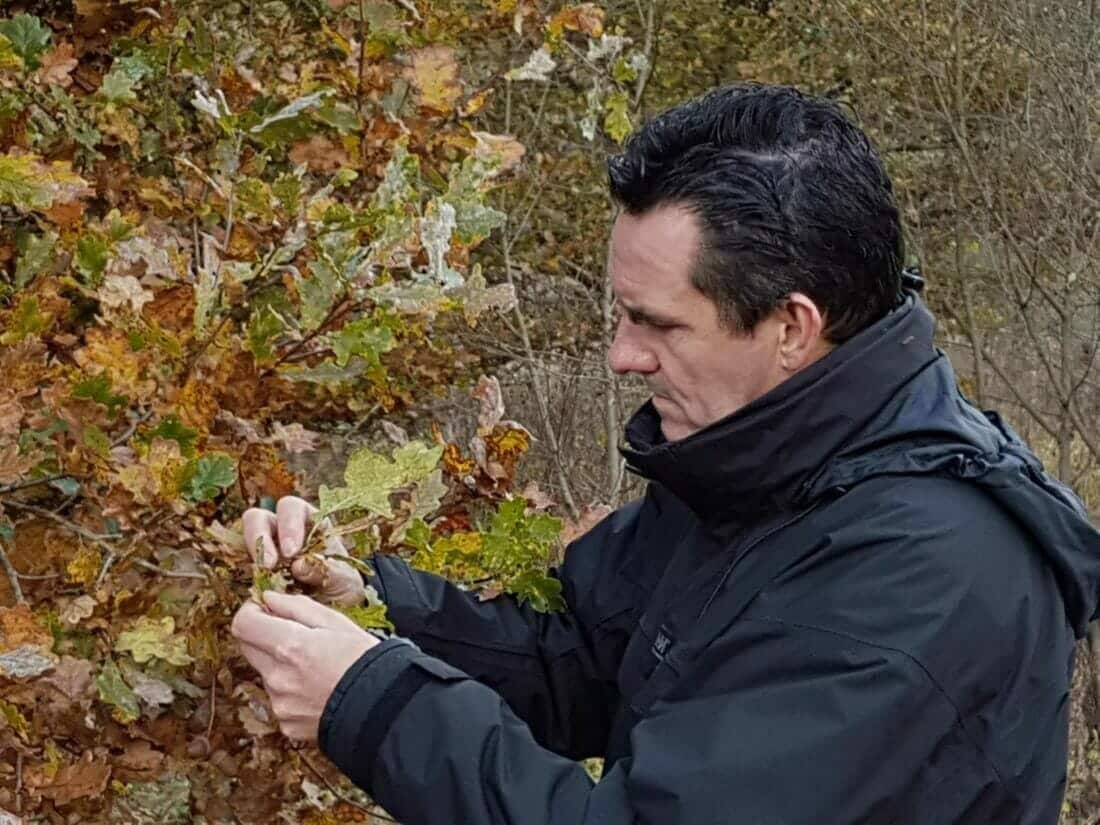 Boomtechnisch adviseur van b-Tree Boomverzorging inspecteert de twijgen van een eik.