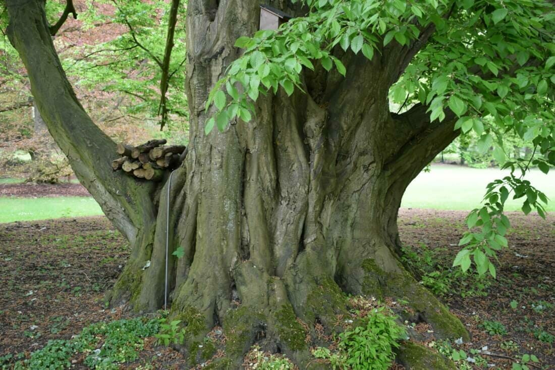 Parkbeheer met een boomspecifiek boombeheer (hier een veterane boom Carpinus betulus)