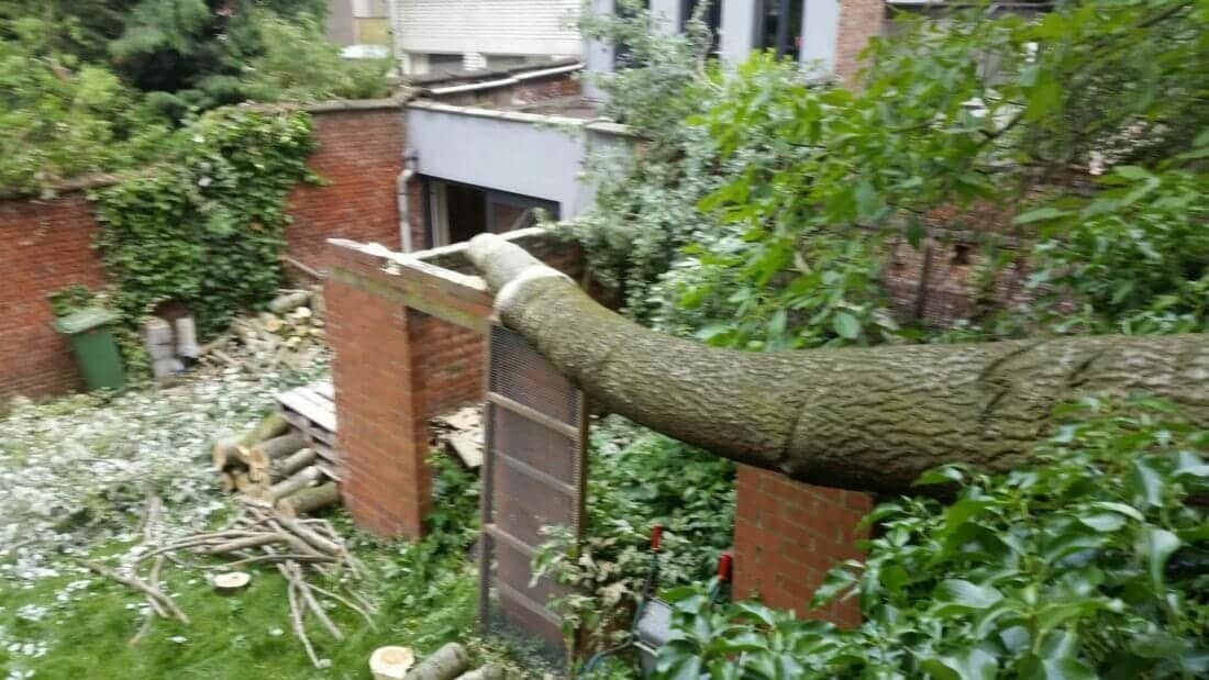 stormschade boom opruimen - boom op muur gevallen