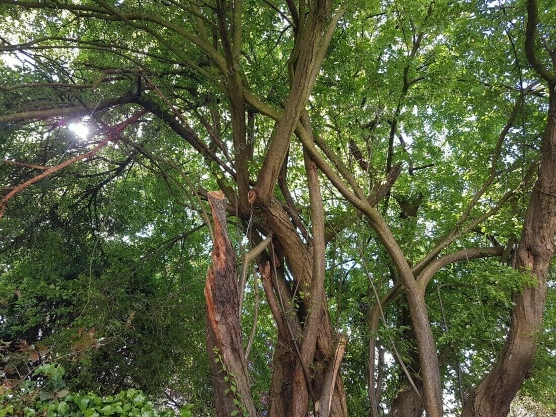 De boomtechnisch adviseur van b-Tree Boomverzorging heeft de snoeiwerken van de oude monumentale Prunus mee begeleid.
