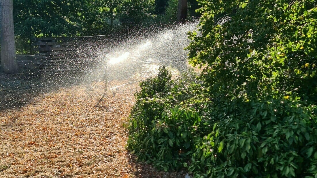 Monitoring en irrigatie van bomen bij bronbemaling; water geven van een grote linde met sproeiers